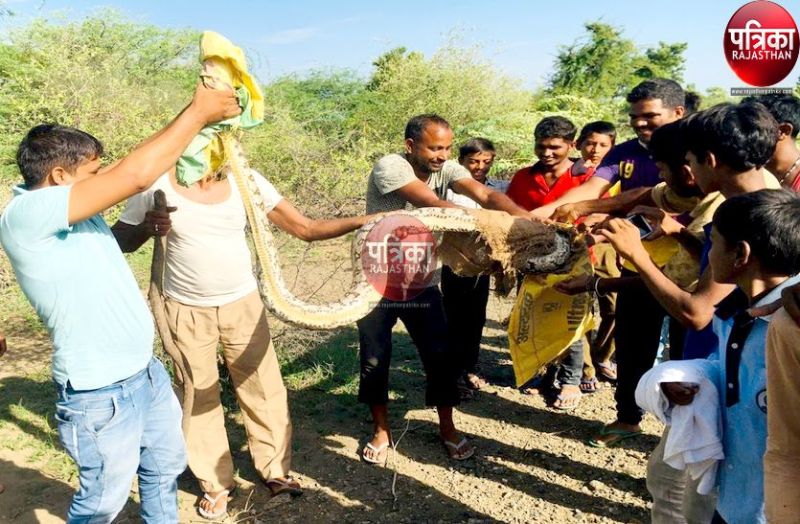 Watch video : खेत में आया 15 फीट लंबा अजगर, मचा हडक़ंप