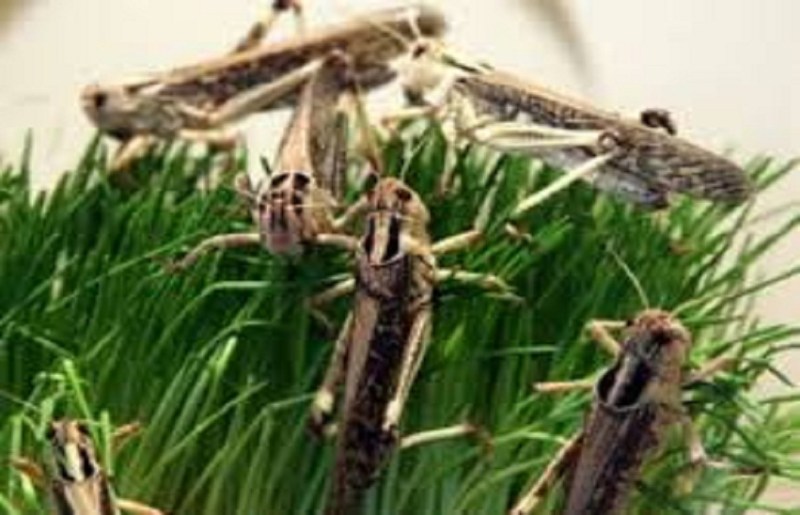 टिड्डी की तबाही से डरे किसान, बोले आपदा में शामिल करो