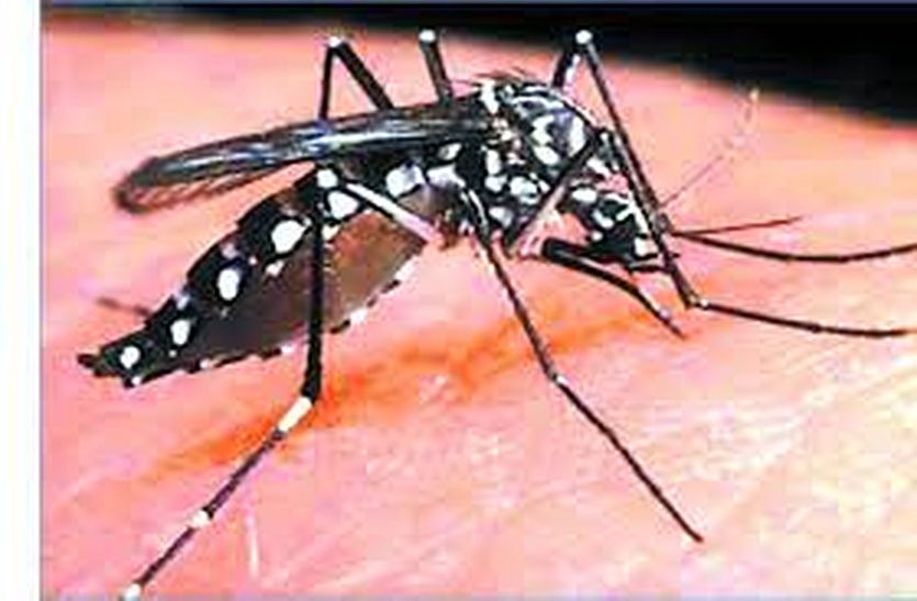 Dengue can occur if water is stored anywhere in bhilwara