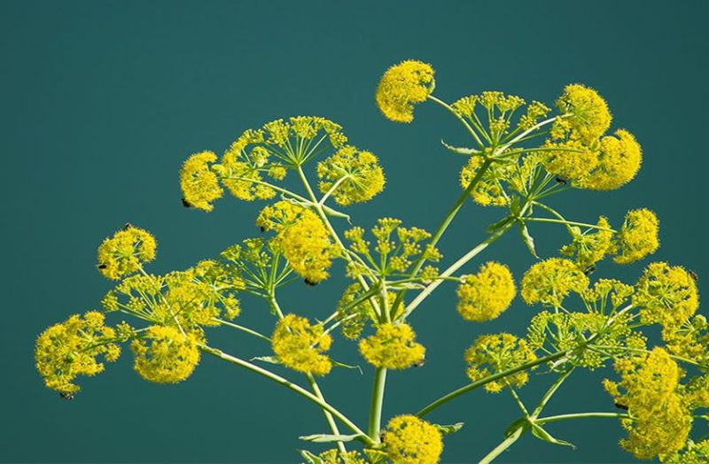 अब खेतों में नहीं, प्रयोगशालाओं में उगाई जाएगी हींग