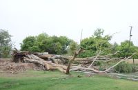 ऐतिहासिक मंडोर उद्यान के 100 साल पुराने पेड़ खत्म होने के कगार पर