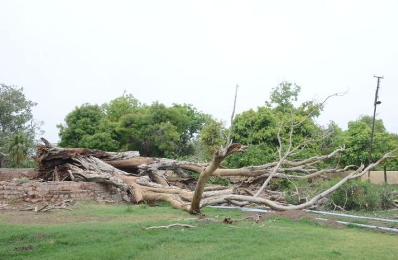 ऐतिहासिक मंडोर उद्यान के 100 साल पुराने पेड़ खत्म होने के कगार पर