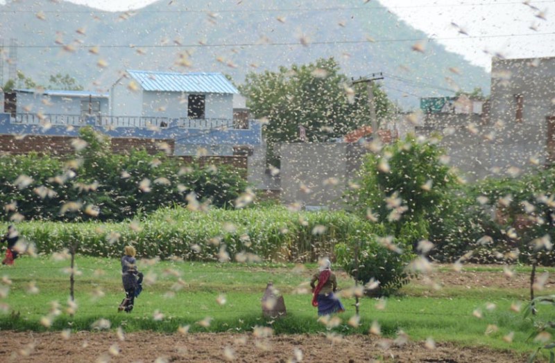 Grasshopper crew cruising