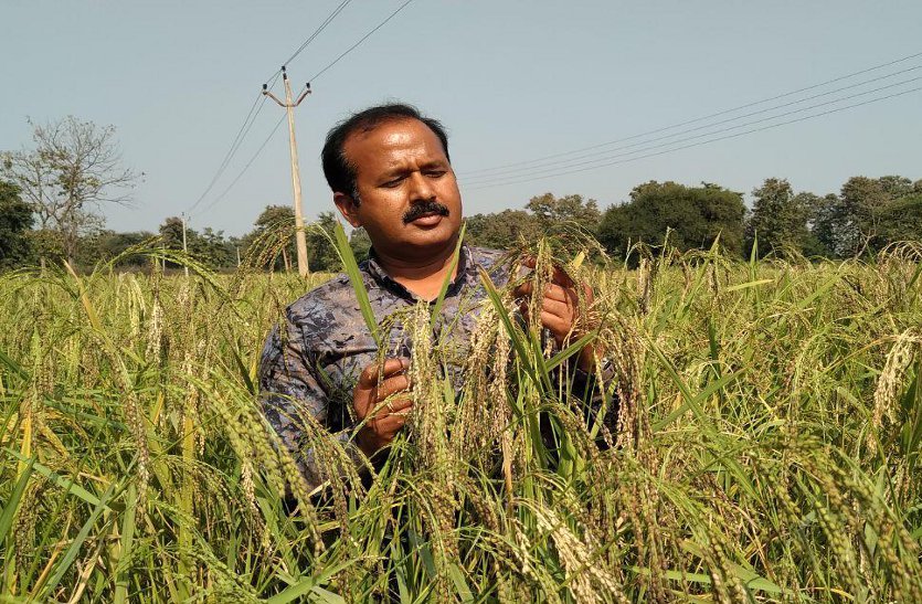 दुर्ग जिले के किसान का कमाल, जैविक खेती से पहली बार उगाया 100% रसायन मुक्त चावल, हैदराबाद की लैब ने किया प्रमाणित