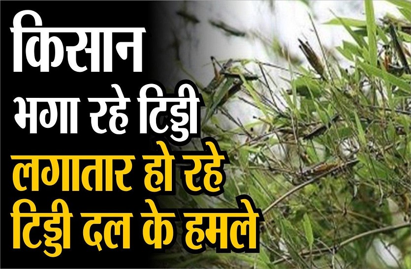 लगातार हो रहे टिड्डी दल के हमले