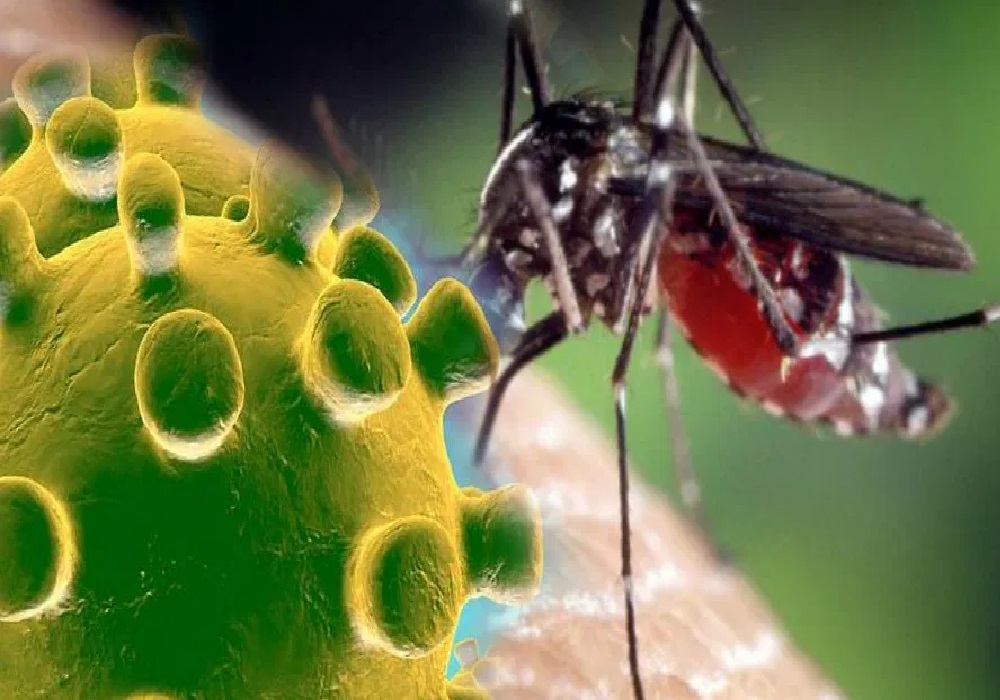 कोरोना महामारी के दौर में मलेरिया और डेंगू  की न करें अनदेखी, बारिश में फैलती है बीमारी