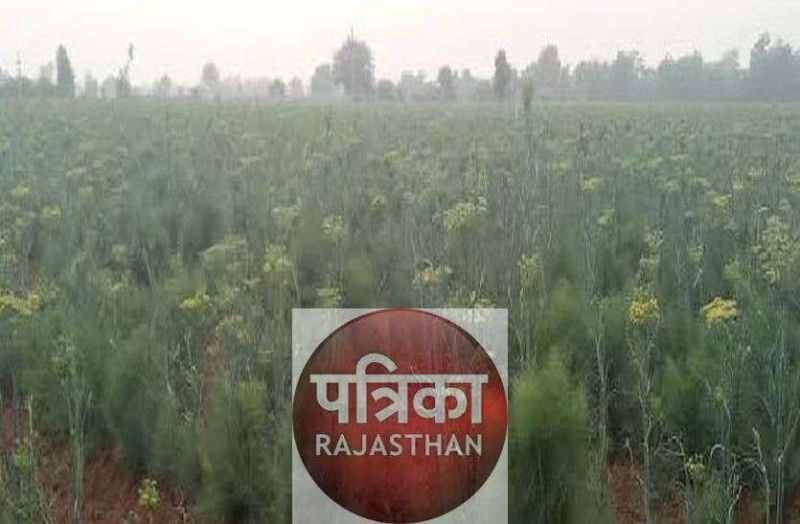 प्रोसेसिंग यूनिट के लिए जमीन का सर्वे शुरू, कलक्टर बोले- गोल गांव के पास औद्योगिक क्षेत्र विकसित करेंगे, सर्वे जारी