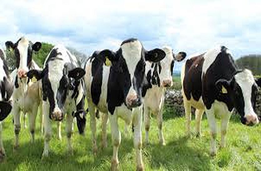 Livestock will get working capital at 4 percent interest in bhilwara