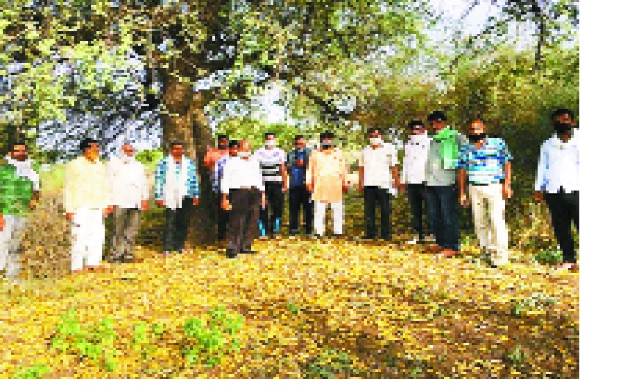 ट्रांजिशनल फेज में ही अण्डे देने लगी टिड्डी