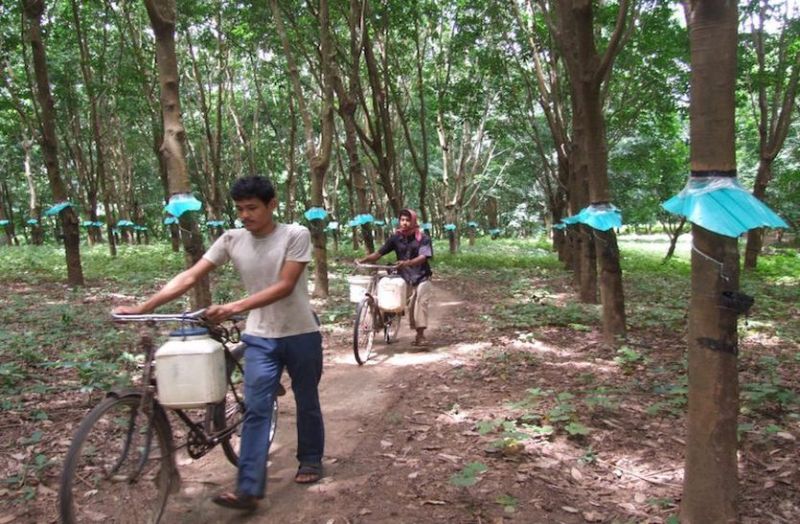 घर लौटे रबर मजदूरों को प्रशिक्षित करेगी रबर स्किल डेवलपमेंट काउंसिल