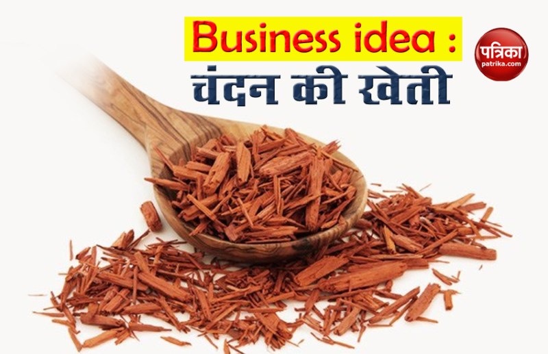 sandalwood cultivation