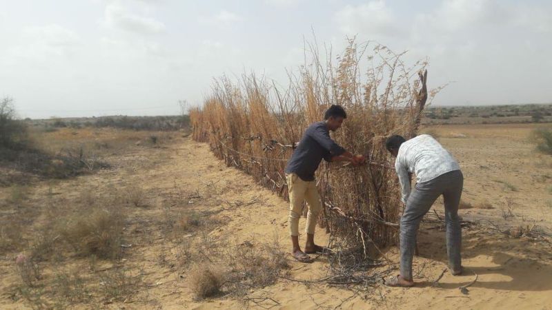 परदेस की ‘रोटी’ छूटी रास आ रहा बाड़मेरी ‘बाजरा’