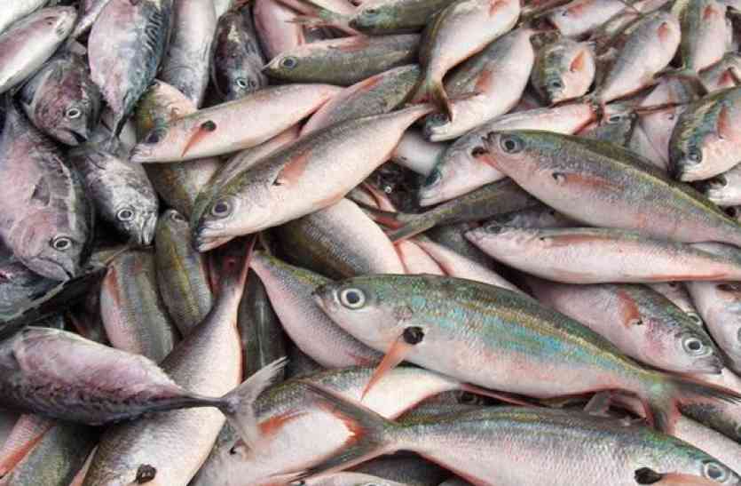 Fish Production:  चक्रवात से मछली उत्पादन में एक पायदान खिसका गुजरात,  तमिलनाडु पहुंचा पहले स्थान पर