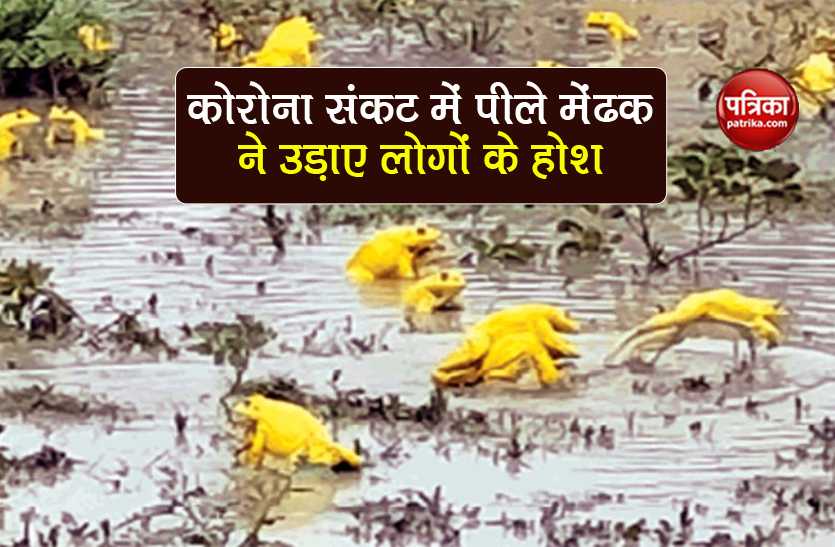 rare species of yellow frog seen in monsoon in know facts