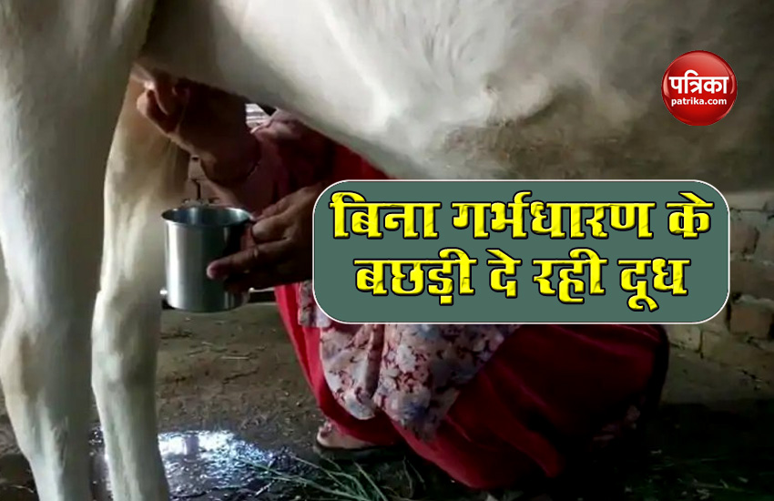 Himachal : 13 महीने की बछड़ी बिना गर्भधारण देने लगी दूध, लोगों ने माना चमत्कार, डॉक्टर ने दी चेतावनी
