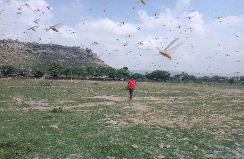 टिड्डियों  के दल ने जयपुर के आंतेला की तरफ से नीमकाथाना क्षेत्र में किया प्रवेश, किसानों ने पीपे, थाली व परात बजाकर टिड्डियों को भगाया