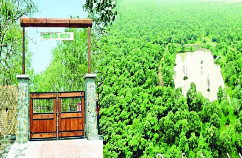 जंगल सफारी के तर्ज पर मोहरेंगा में 1 नवंबर से शुरू होगा नेचर सफारी