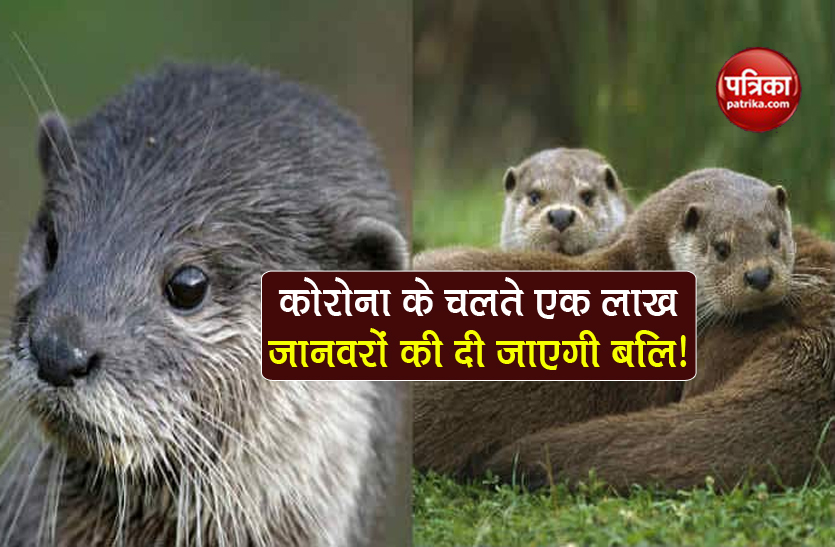 one lakh mink to be killed in spain for prevent coronavirus spreads