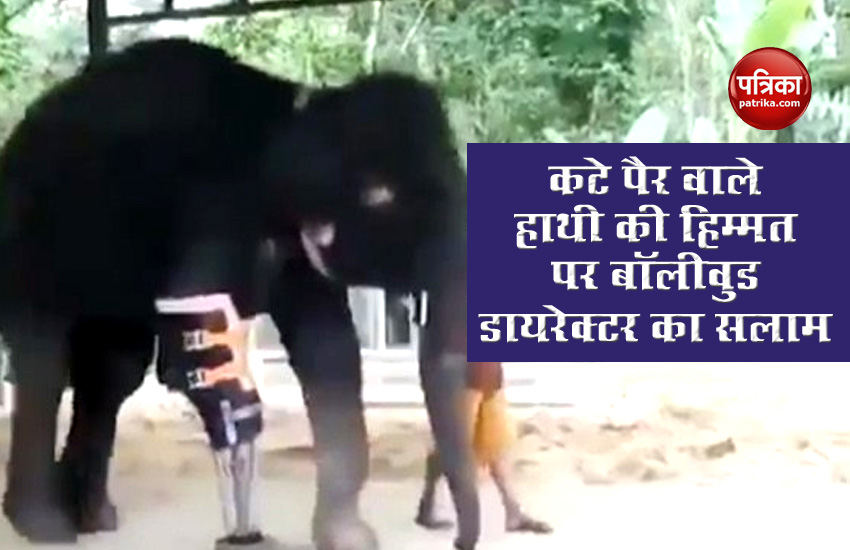 an elephant with a broken leg Video