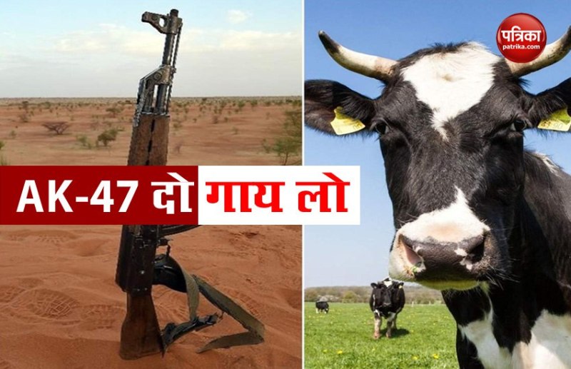 Bandits Cows For Ak-47s