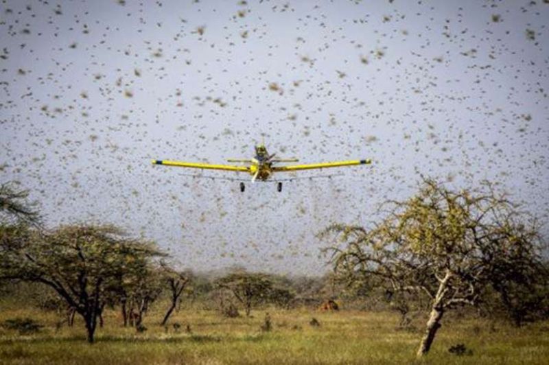 टिड्डी पर अब रात को भी ड्रोन से हमला, दो हेलीकॉप्टर भी तैनात