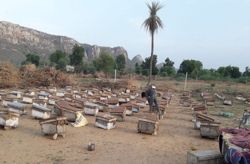 मानसून की बेरुखी से मधुमक्खियों की जान को आफत