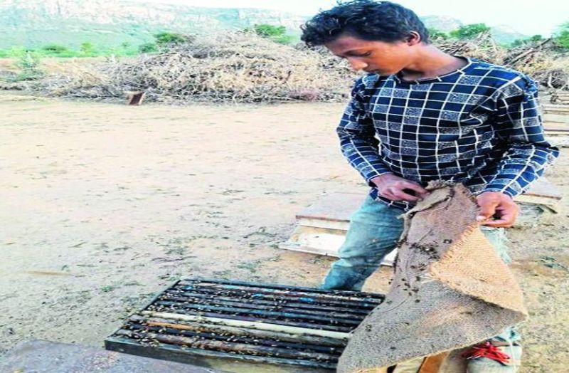 madhumakkhi palan Beekeeping farmers facing problems in sawaimadhopur rajasthan