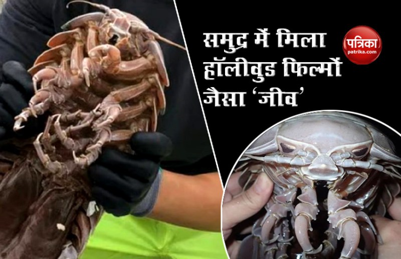 Hollywood Sci-Fi movie like creature found