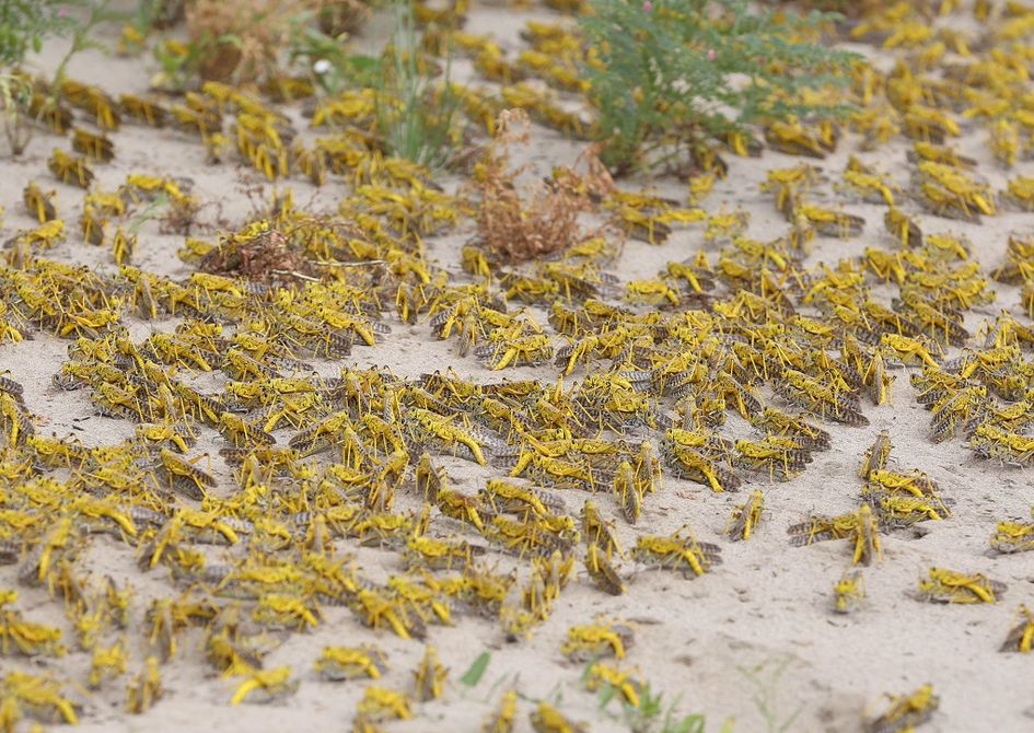 Locust outbreak: खेतों में अंडे देने लगी टिड्डी