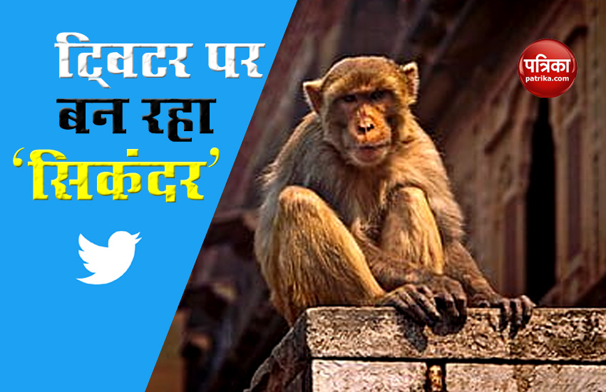 viral monkey on twitter