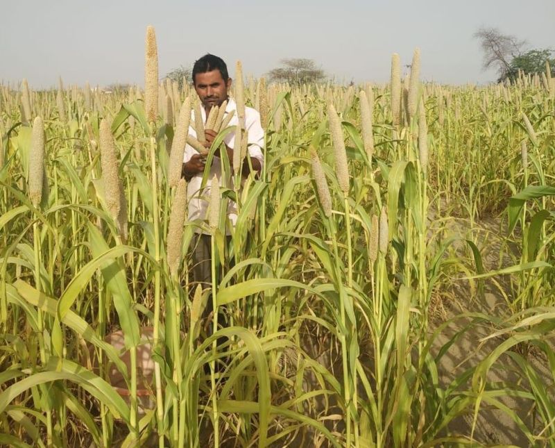 बुवाई ने पकड़ा जोर, पचपन फीसदी लक्ष्य की ओर