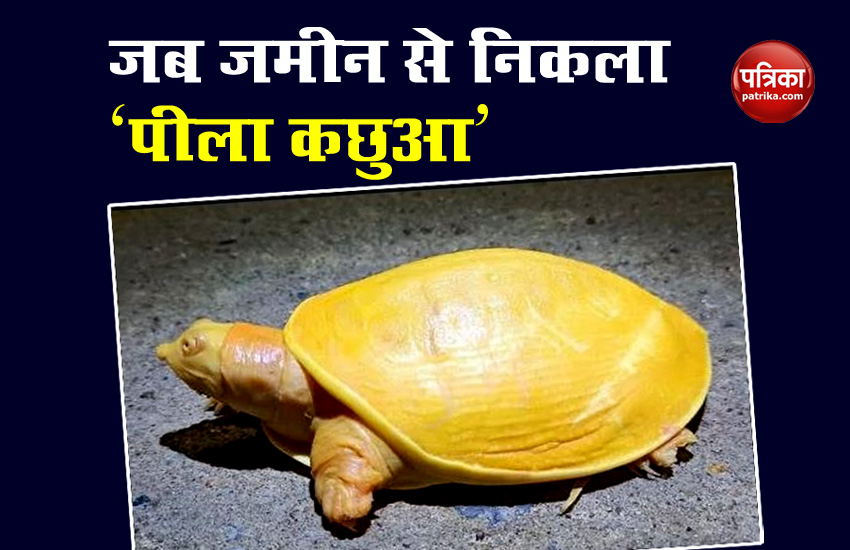 Rare Yellow Turtle see in Odisha