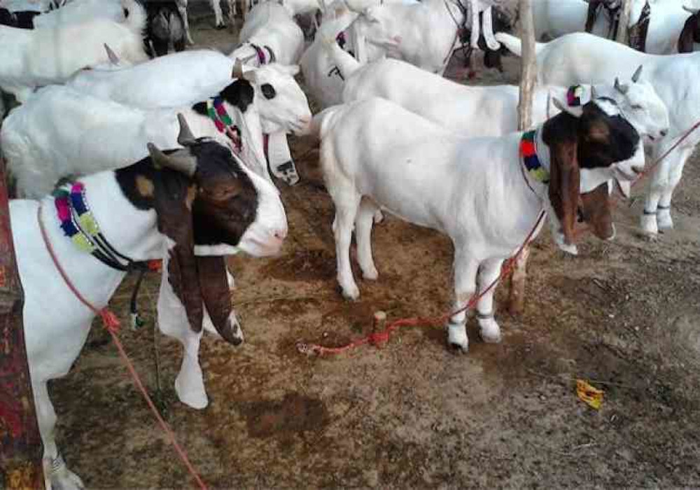दारुल उलूम की मांग, बकरीद पर खोले जाएं पशु बाजार, पूर्ण लॉकडाउन में मिले कुर्बानी की इजाजत