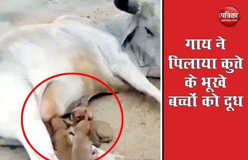 cow gave milk to dogs hungry children video goes viral