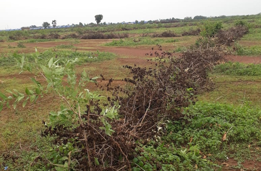 Encroachment on land of government pasture in Majhgawan Gram Panchayat