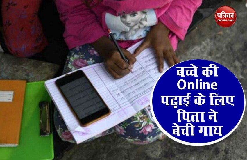 Father sell cow for children Online study