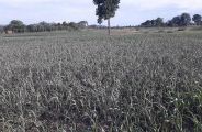 82 percent sowing, need of a good rain in bhilwara