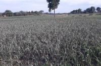 82 percent sowing, need of a good rain in bhilwara