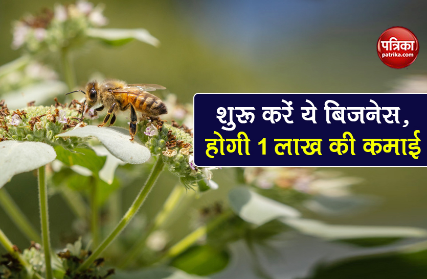 honey plant business earn money rs 1 lakh per month govt subsidy