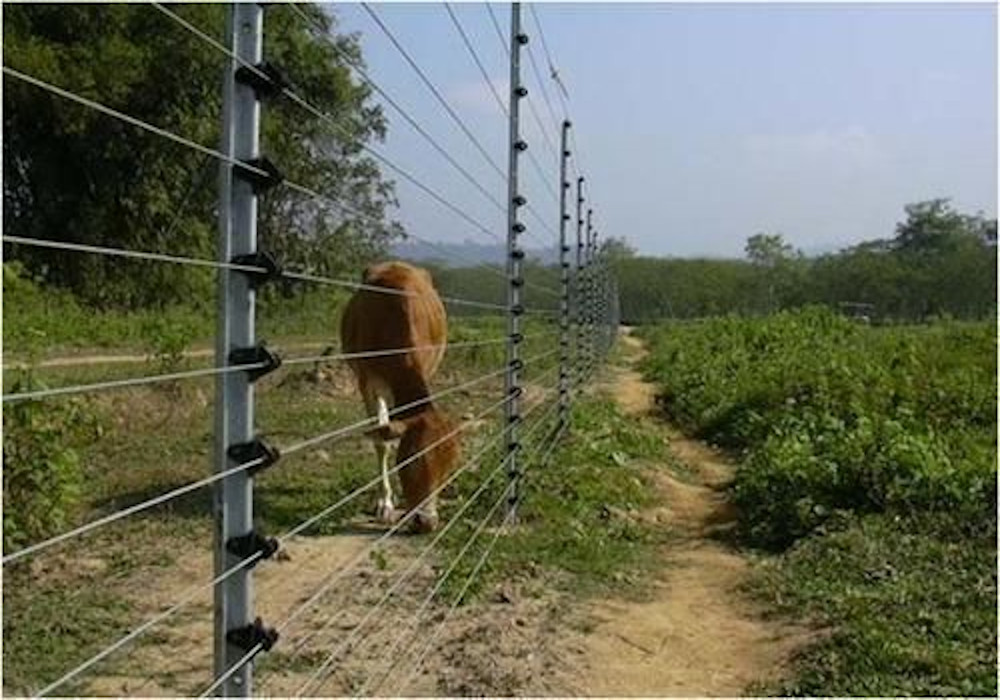 खेतों की सुरक्षा में लगाया गया लेजर वायर कर रहा पशुओं को घायल