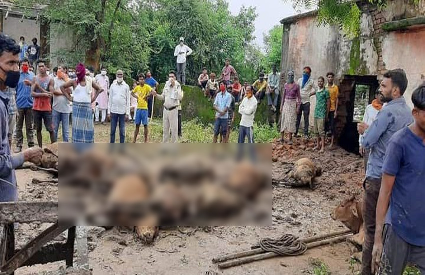  बिलासपुर में दम घुटने से 47 गायों की मौत