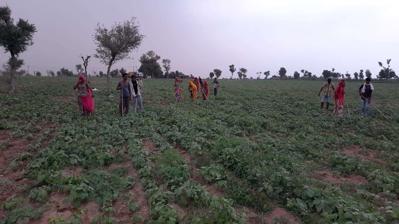 AGRI-- - किसान बाजरा-मूंग में दिखा रहे रुचि