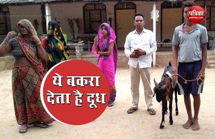Rajasthan Dholpur Male Goat Produce Milk due to hormones
