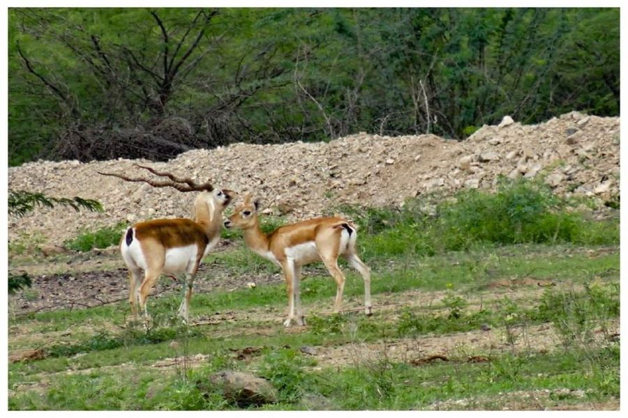 नौ साल से कागजों में अटकी काले हरिणों की 1432 बीघा जमीन