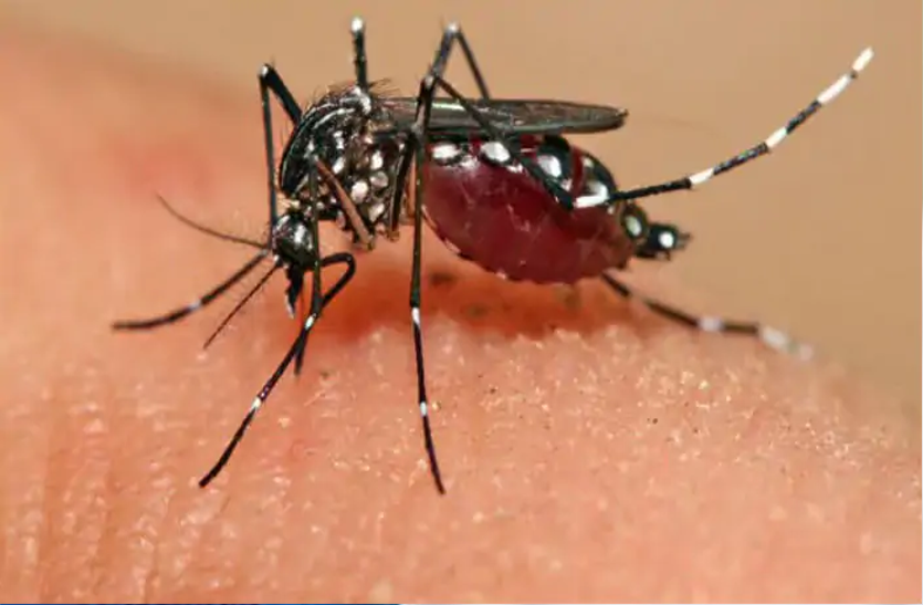 इन दिनों डेंगू, चिकनगुनिया व मलेरिया रोग ज्यादा हो रहा है तो जान लें ये खास बातें