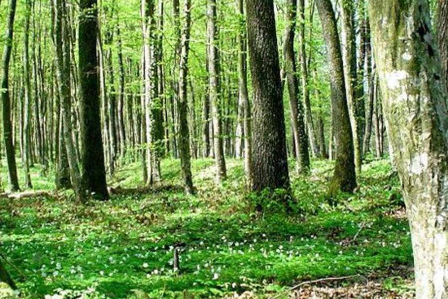 जोधपुर सहित पूरे संभाग की वनभूमि राम भरोसे