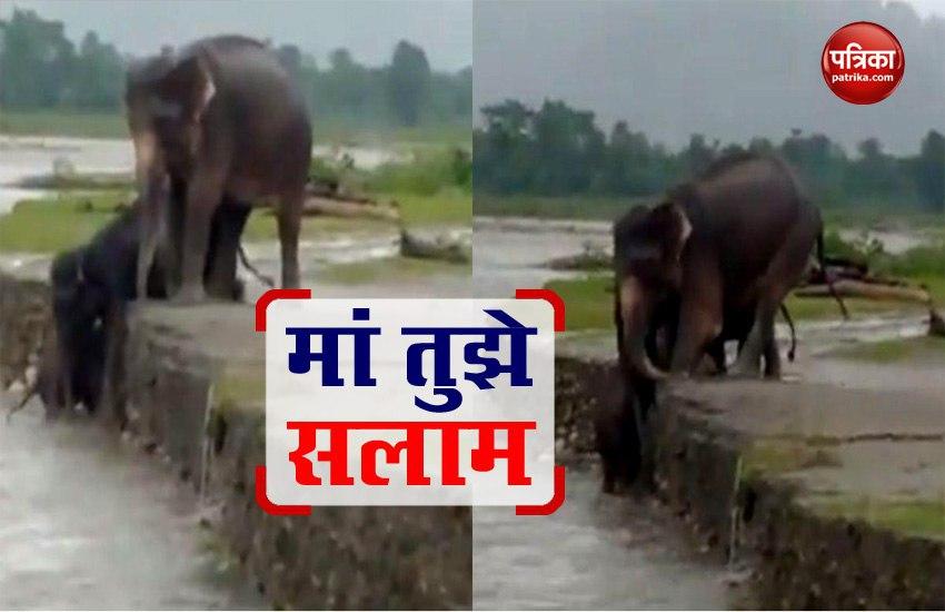 mother elephant saving her baby elephant from flood video viral