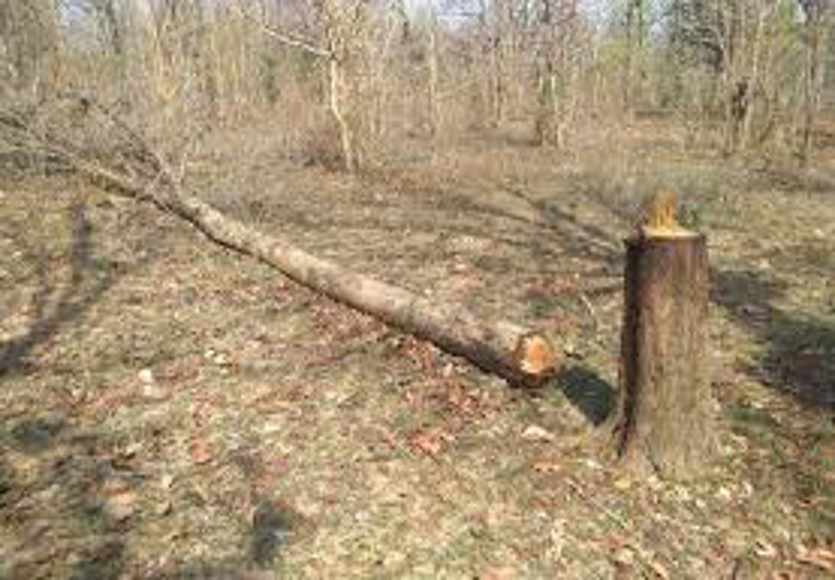 पेड़ काटने से रोकने गए फॉरेस्ट गार्ड की लकड़ी तस्करों ने की पिटाई, टांगी दिखाकर कहा- जान से मार देंगे