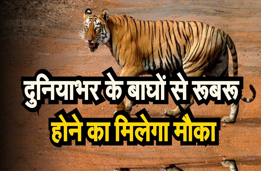 दुनियाभर के बाघों से रूबरू होने का मिलेगा मौका