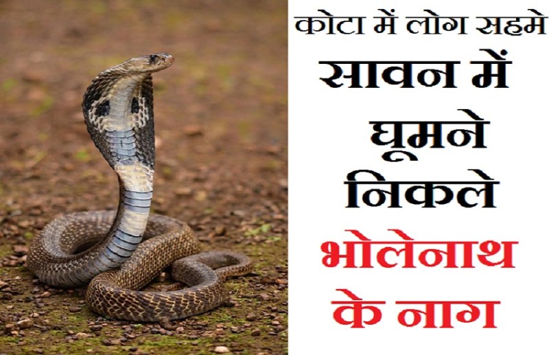 सावन में घूमने निकले भोलेनाथ के नाग, कोटा के कई घरों में मचा हड़कम्प
